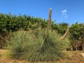 The original pine of Aleppo or Jerusalem PÃÂ«nus halepÃânsis. It looks like a huge spiny snail